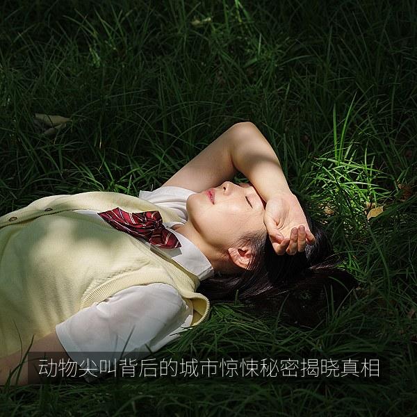 动物尖叫背后的城市惊悚秘密揭晓真相